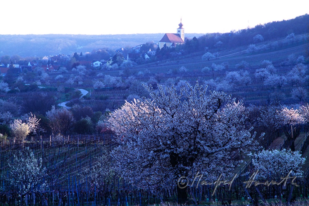 church of Donnerskirchen and vineyards