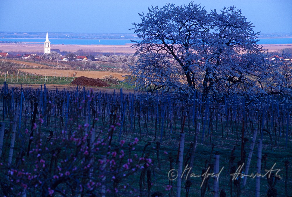 Purbach on the Lake Neusiedl