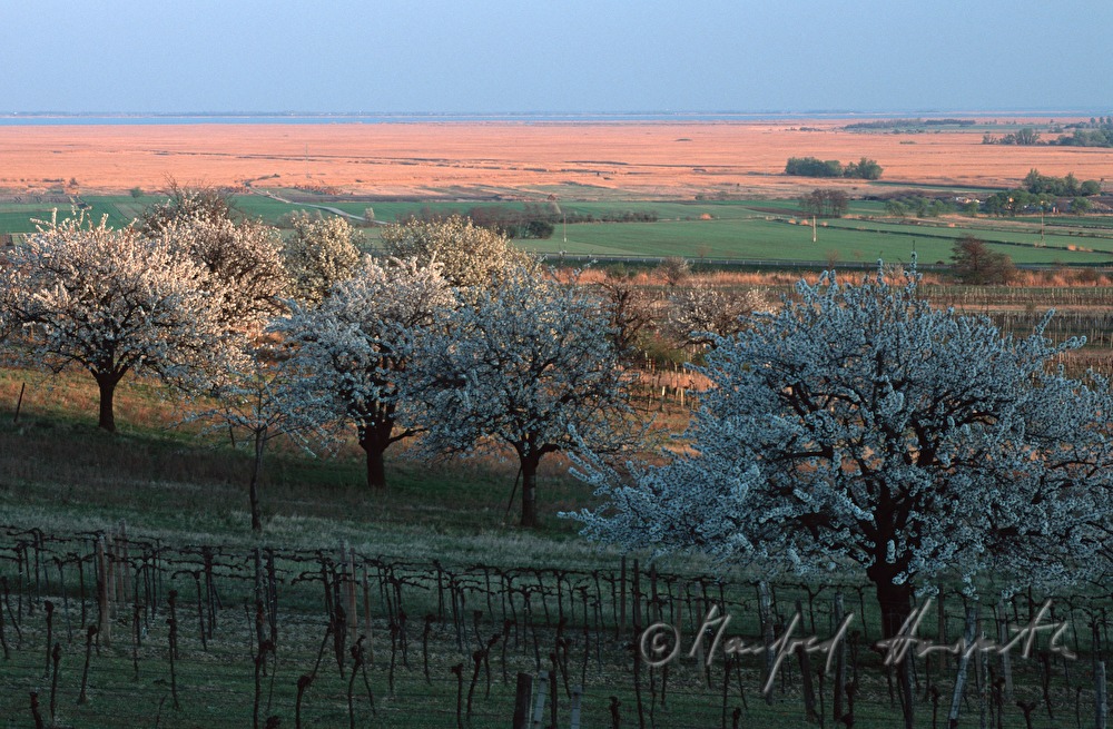 blooming cherry trees in vineyards