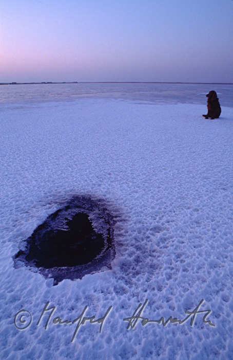 bore in the ice and a dog