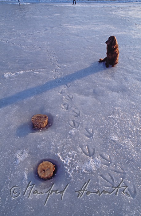 slot (swan) and dog (Irish Setter)