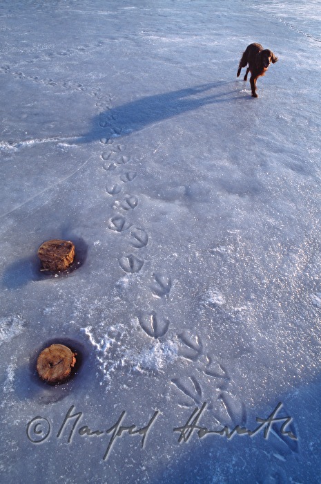slot (swan) and dog (Irish Setter)