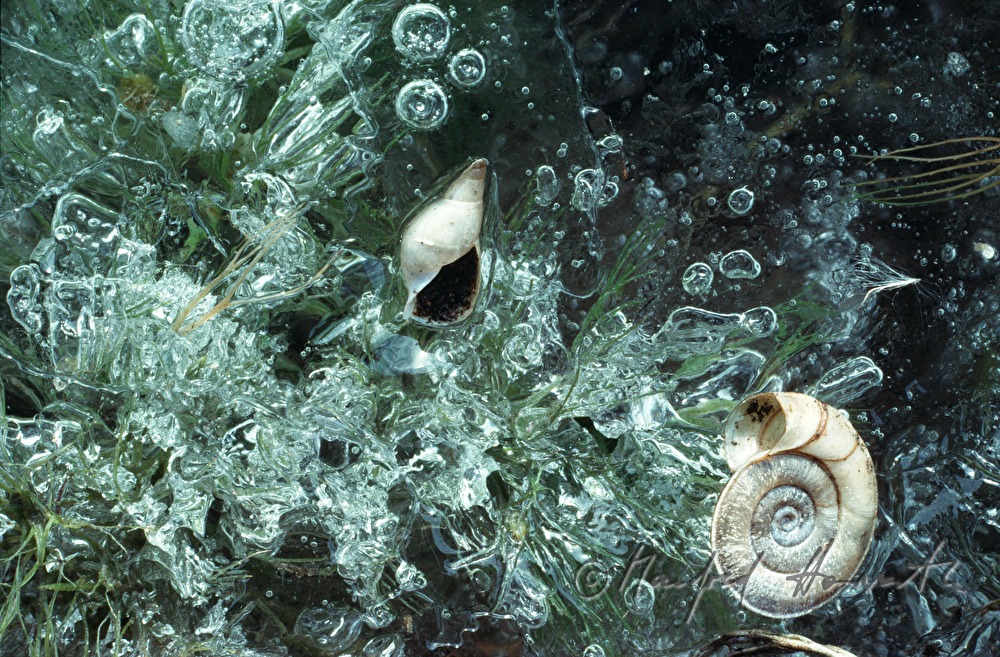 icebound snails