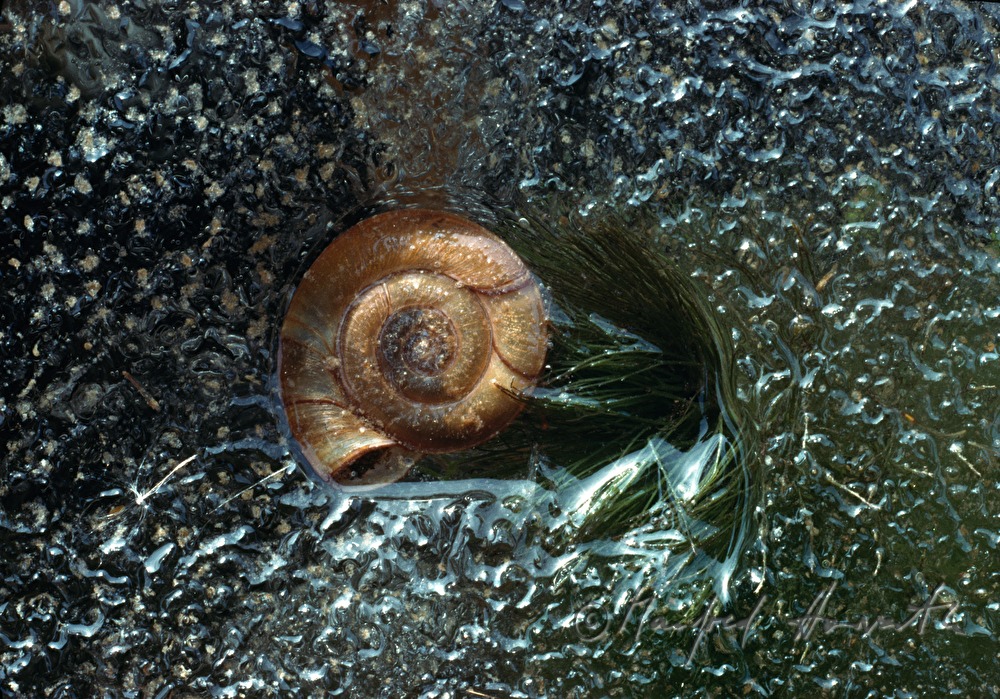 icebound snail