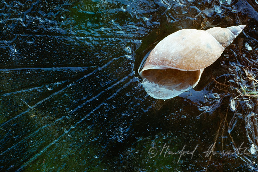 icebound snail