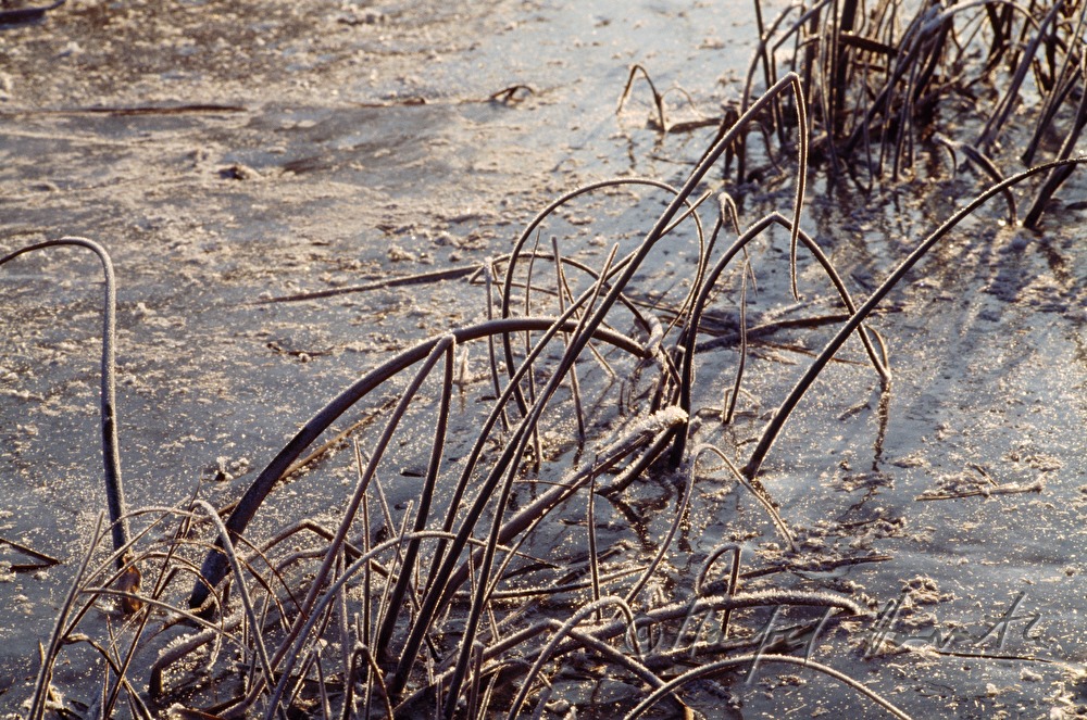 hoarfrost on reed