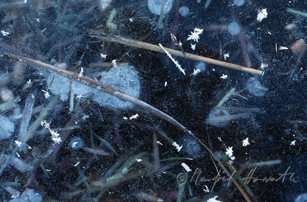 icebound reed