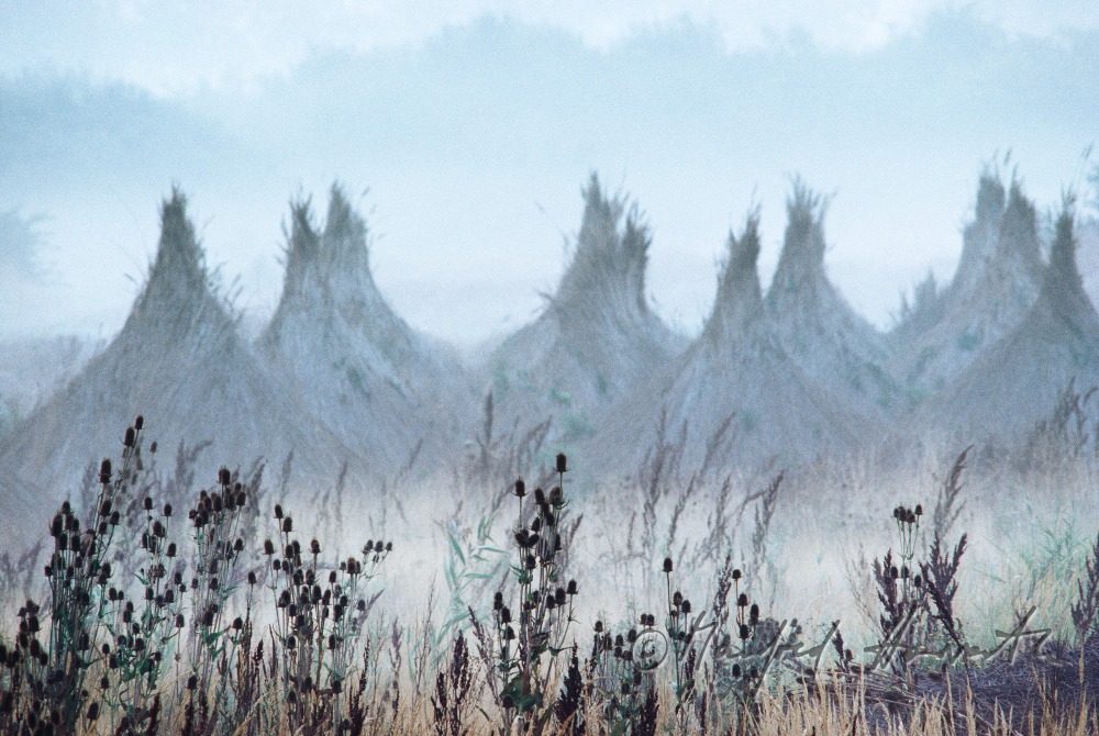 harvested reed is formed to cones