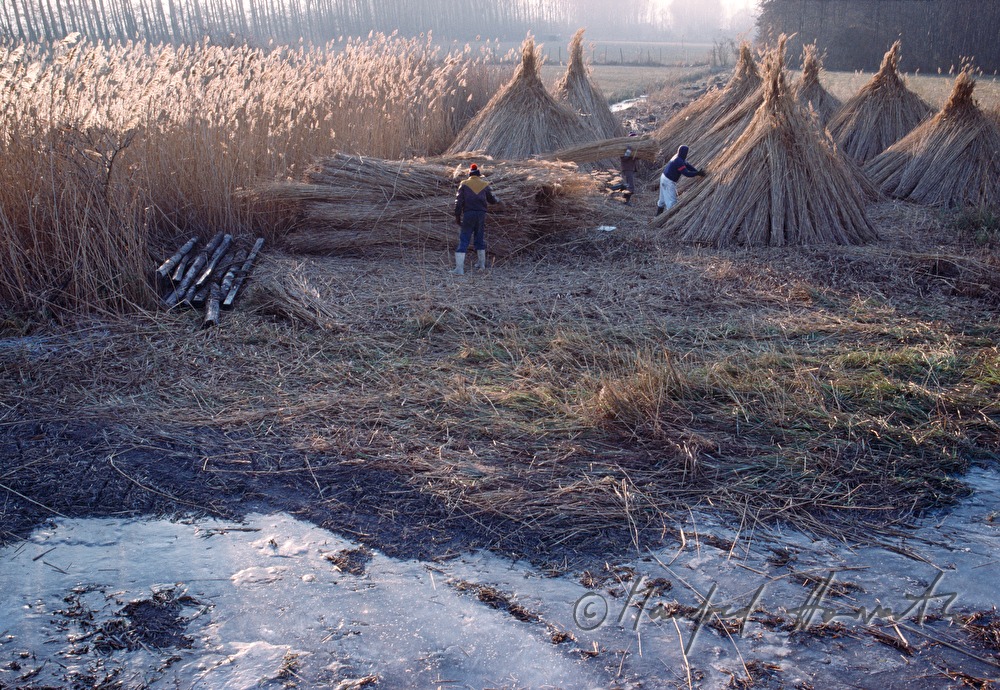 harvested reed is formed to cones