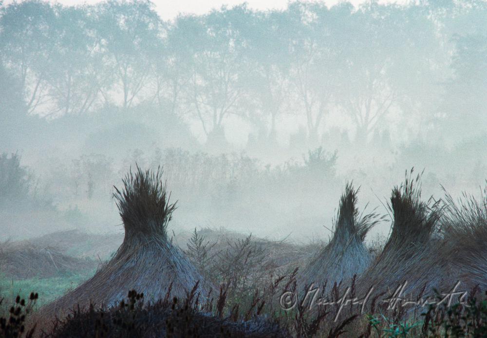 harvested reed is formed to cones