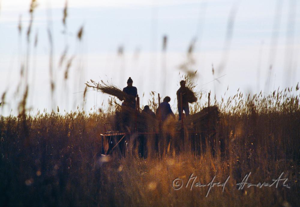 reed harvesters on the harvesting machine