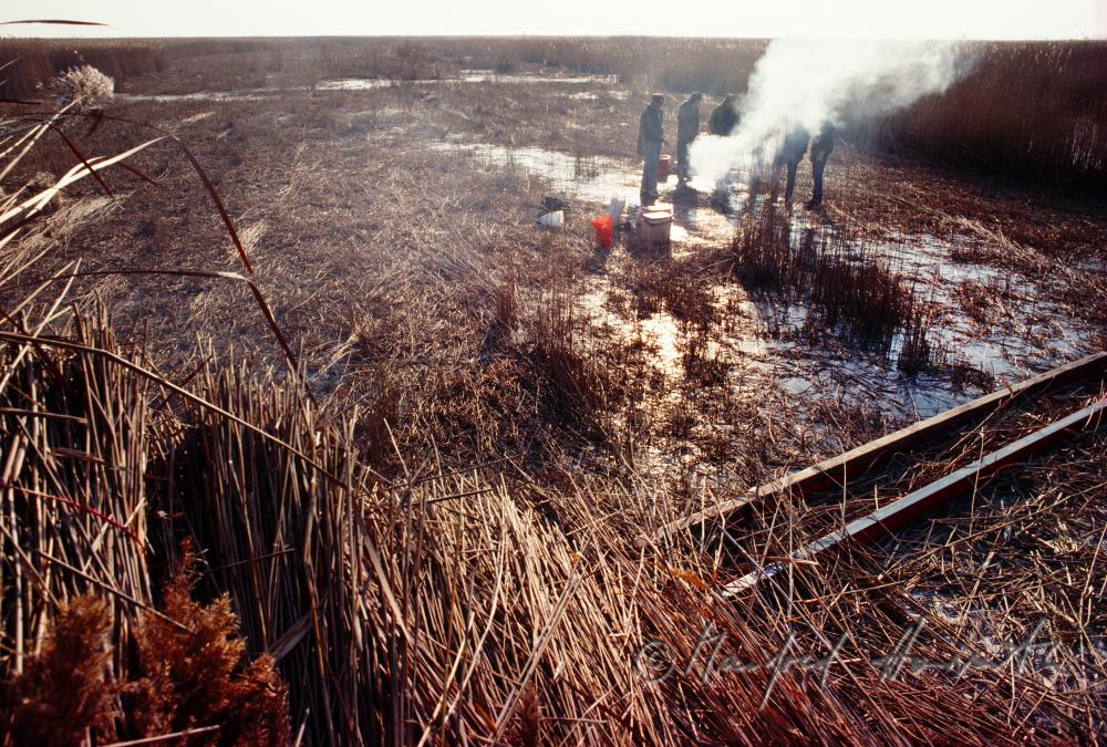 reed harvesters warming nar the fire