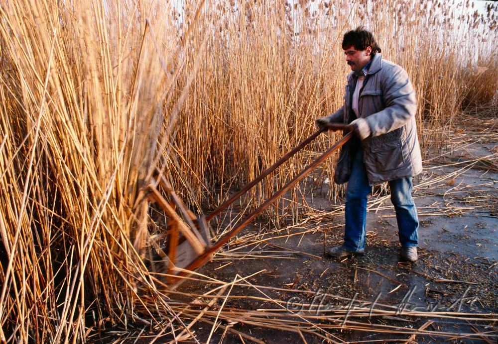 reed harvester cutting reed with a hand cutter