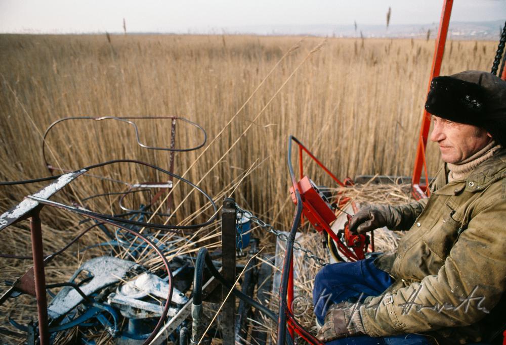 reed harvesters on the harvesting machine