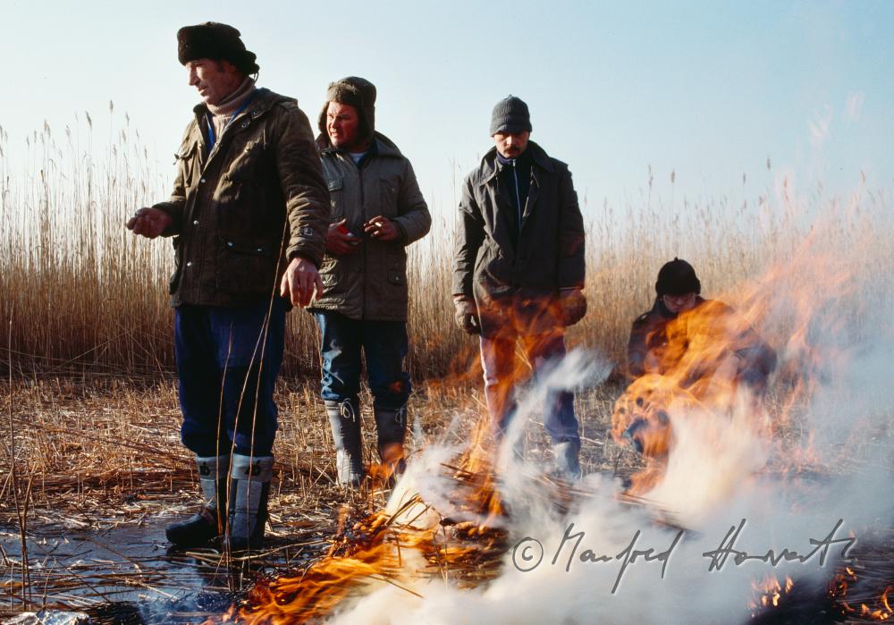 reed harvesters warming nar the fire