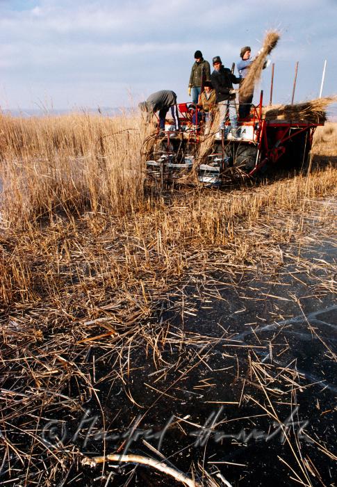 reed harvesters on the harvesting machine