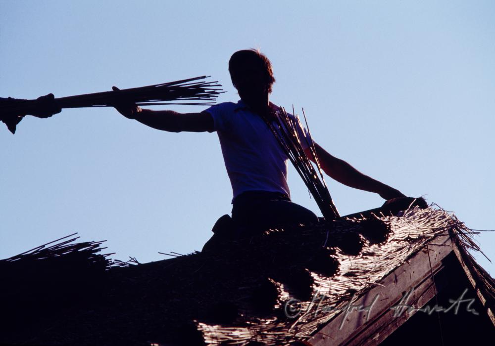 thatcher at work on a reed roof