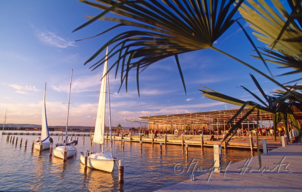Mole West, palm trees on the pontoon