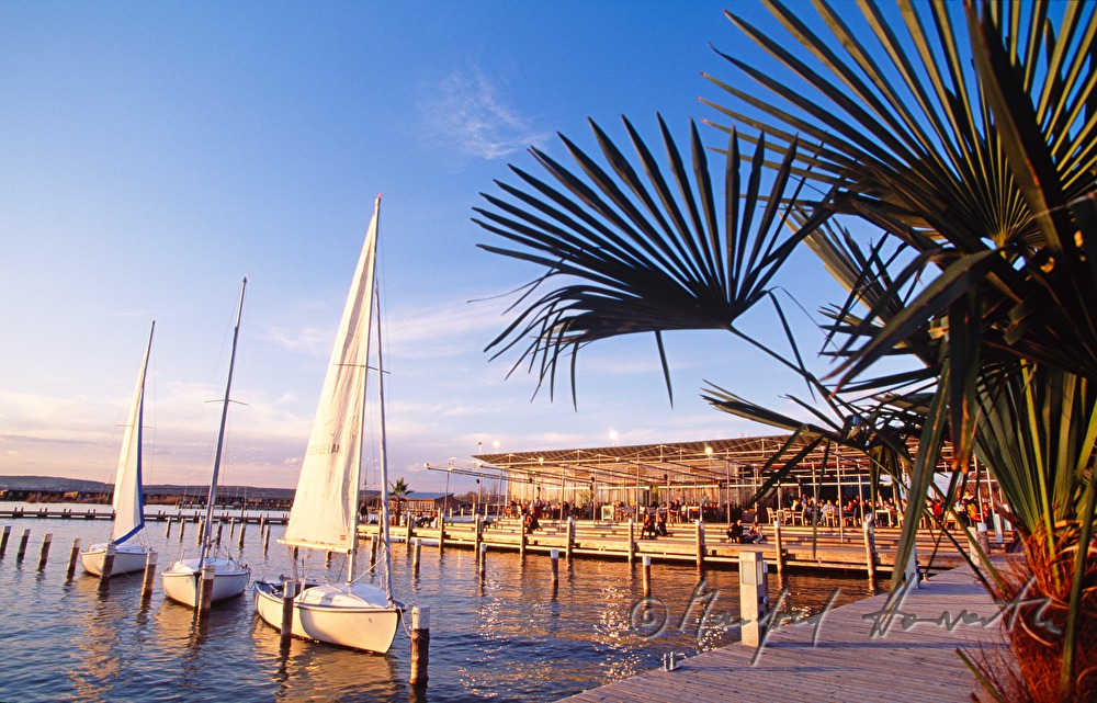 Mole West, palm trees on the pontoon