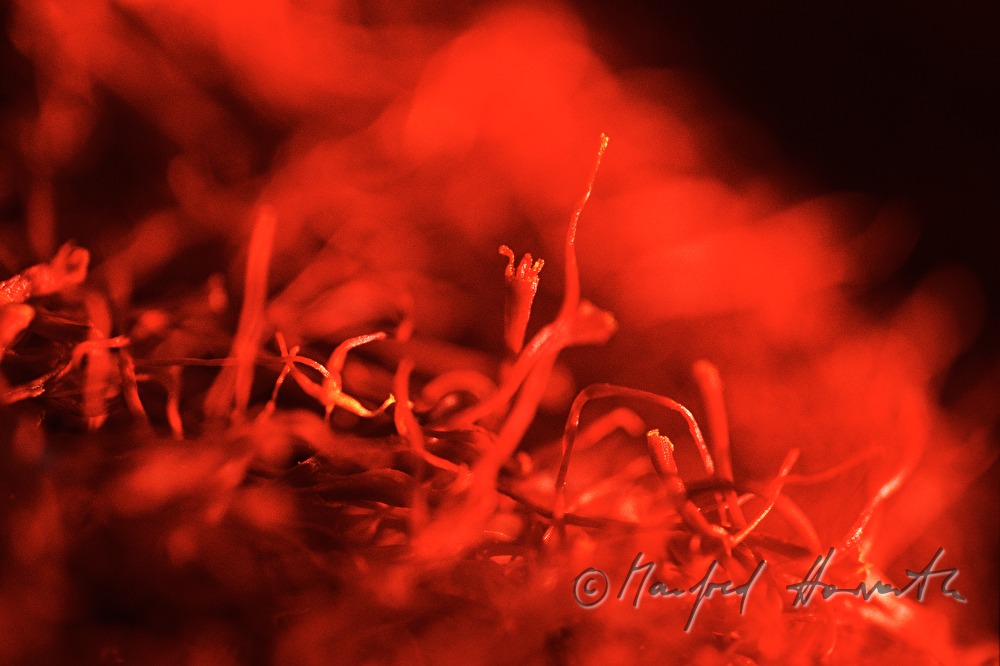 saffron -  dried stigma of the saffron crocus plant