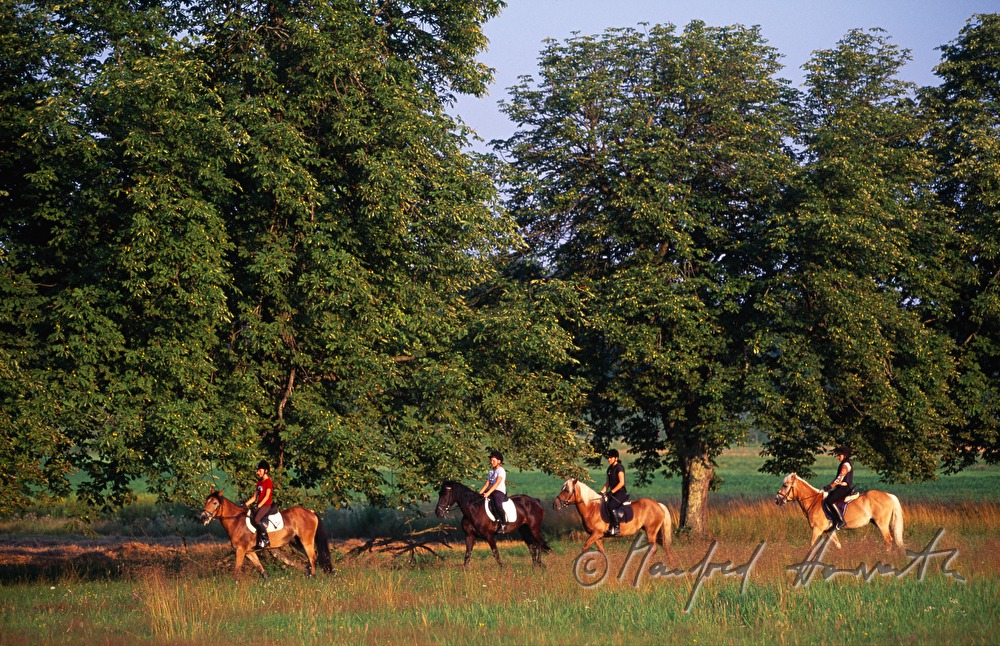 riders on a path through the fields