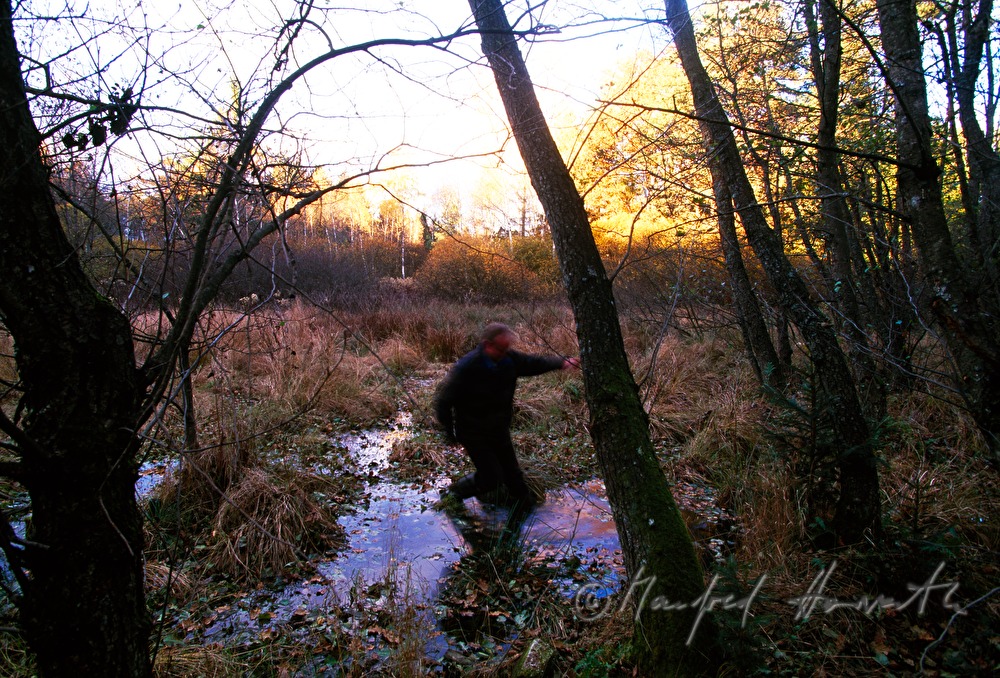 biologist crossing a small swamp area