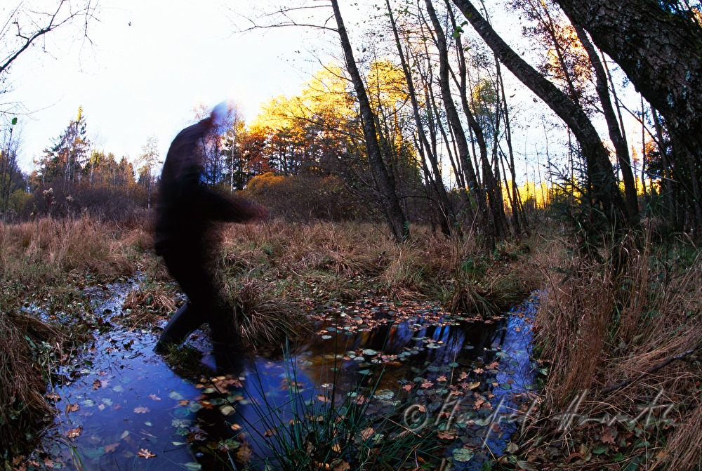 biologist crossing a small swamp area
