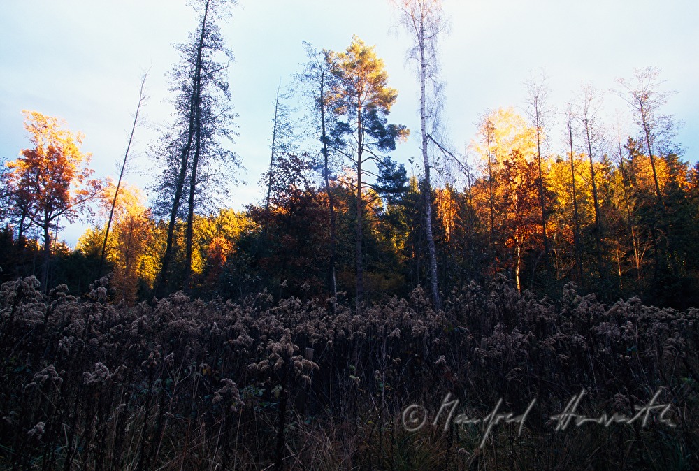 forest glade and swamp vegetation