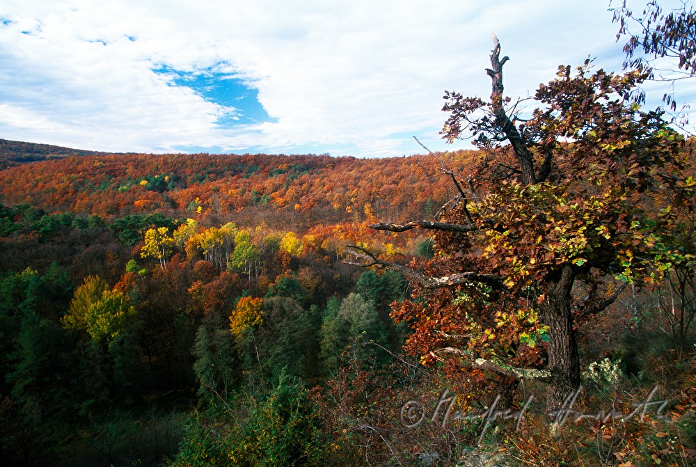 forest in autumn colours