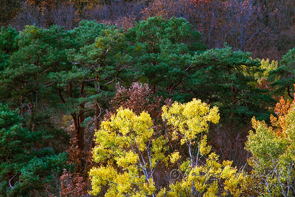 autumnally coloured trees
