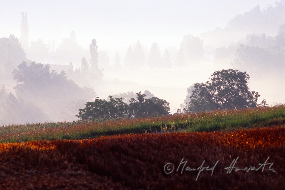 fields and morning mist