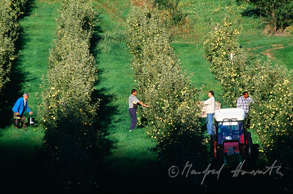 apple harvest in the orchard