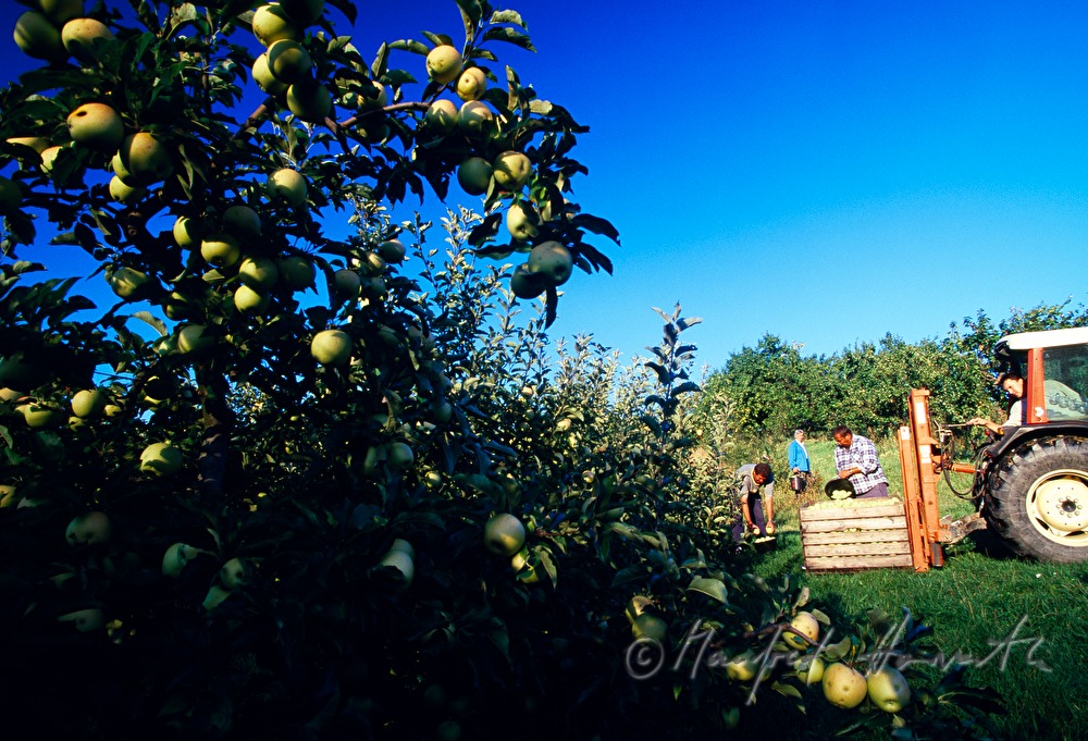 apple harvest in the orchard