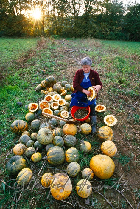 countrywoman harvesting pumpkin seeds