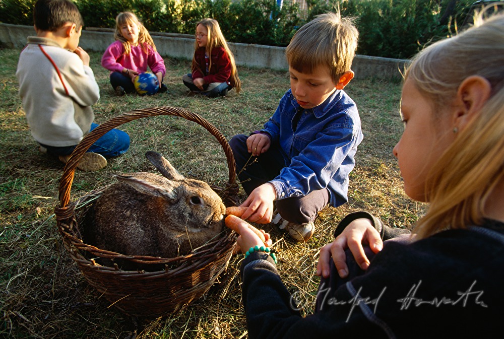 children feed a rabbit with carrots
