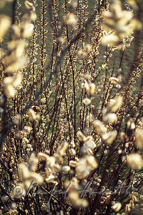 willow branches for the church