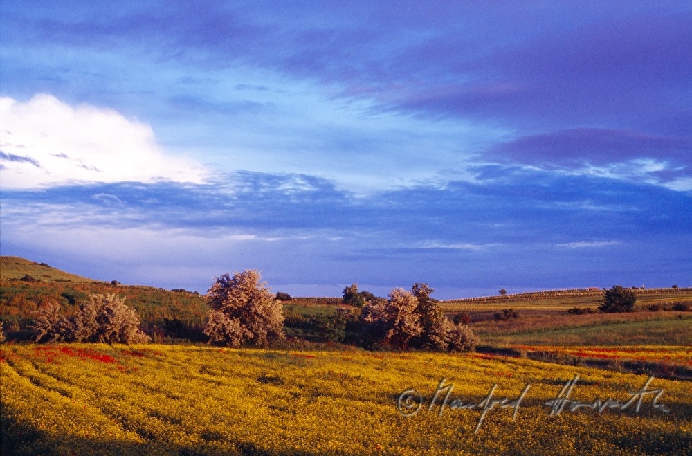 thunderclouds over the vineyard