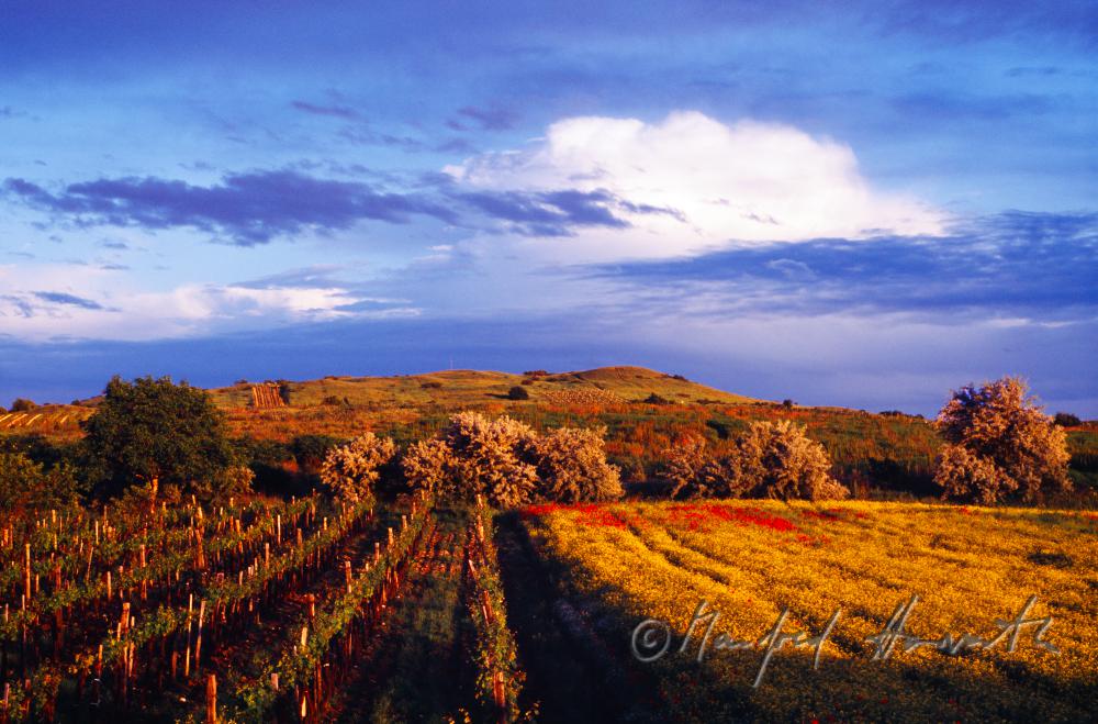 thunderclouds over the vineyard