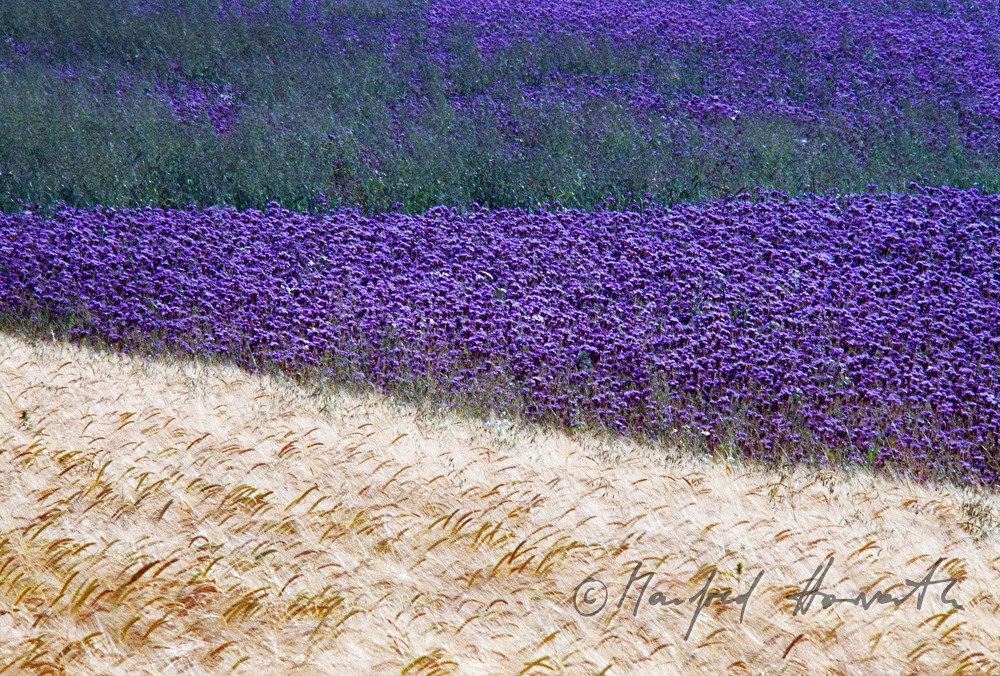 field with rye and phacelia