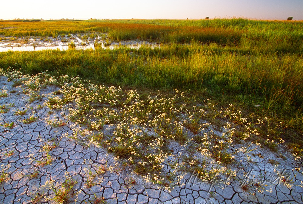 desiccated sodalake in summer