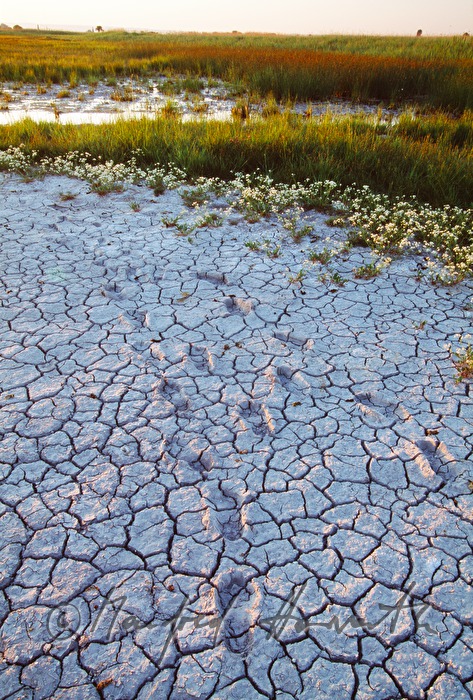 desiccated sodalake in summer