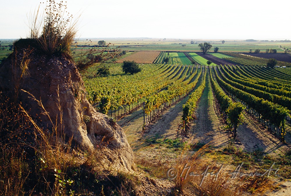 erosion of a sandhill near the vineyards