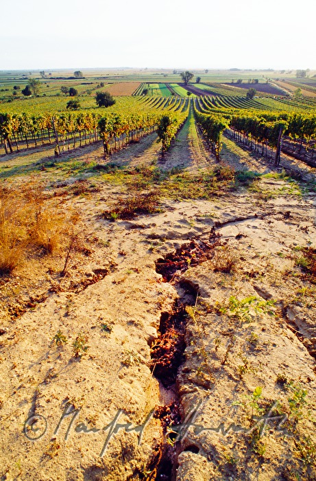 erosion of a sandhill near the vineyards