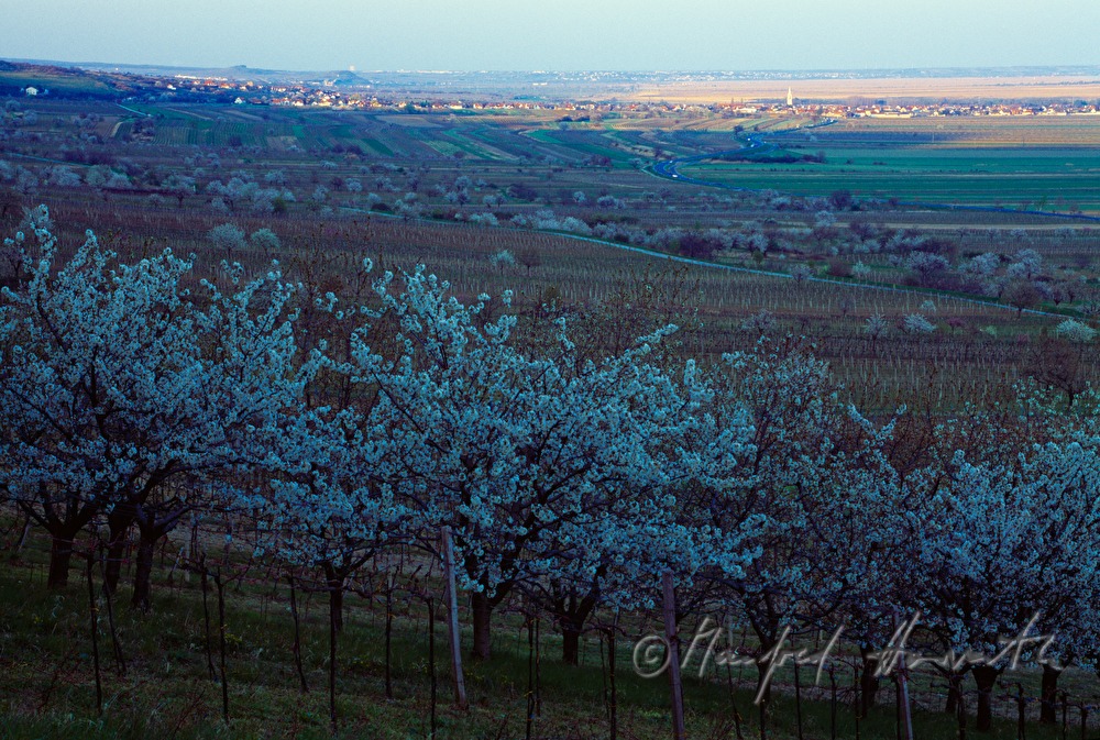blooming cherry trees in the vineyard
