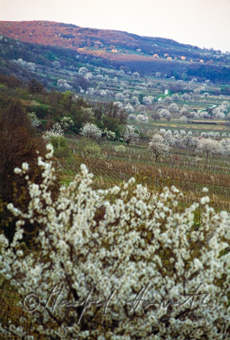 blooming cherry trees in the vineyard