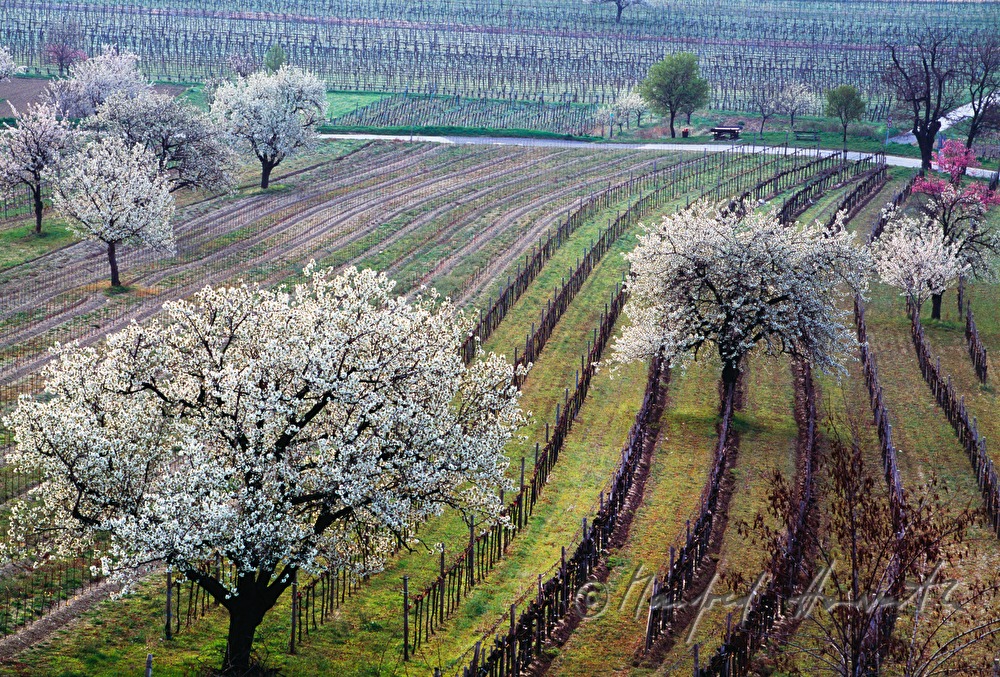 blooming cherry trees in the vineyard