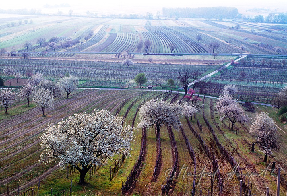 blooming cherry trees in the vineyard