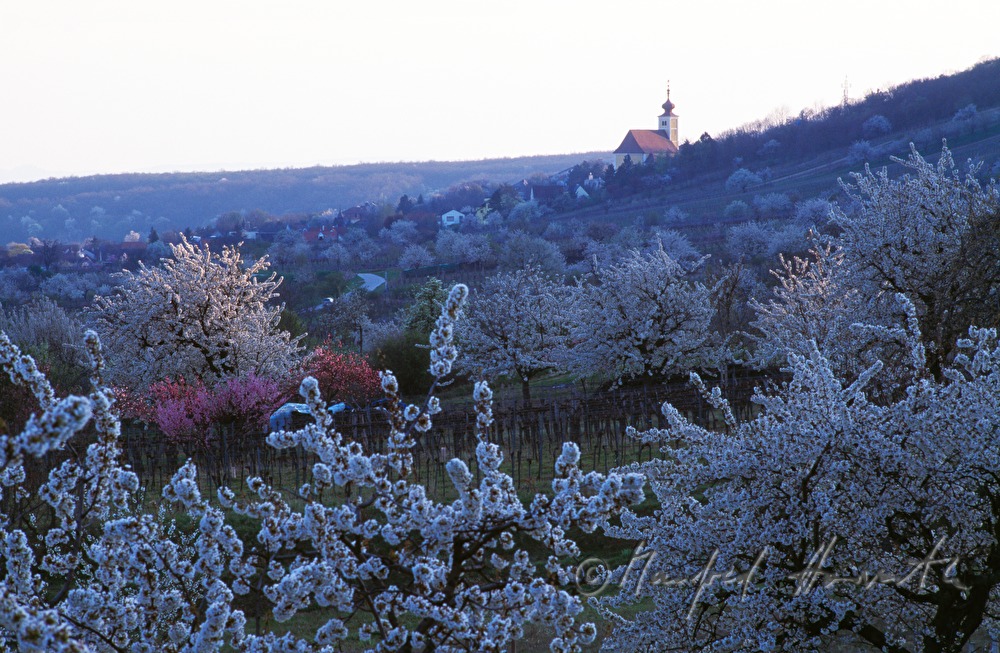 fortified church of Donnerskirchen