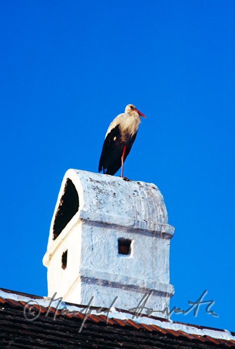 White Stork on a chimney