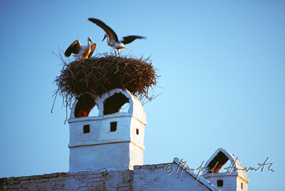 White Stork in a nest on a chimney